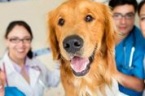 Carolina Pets Animal Hospital